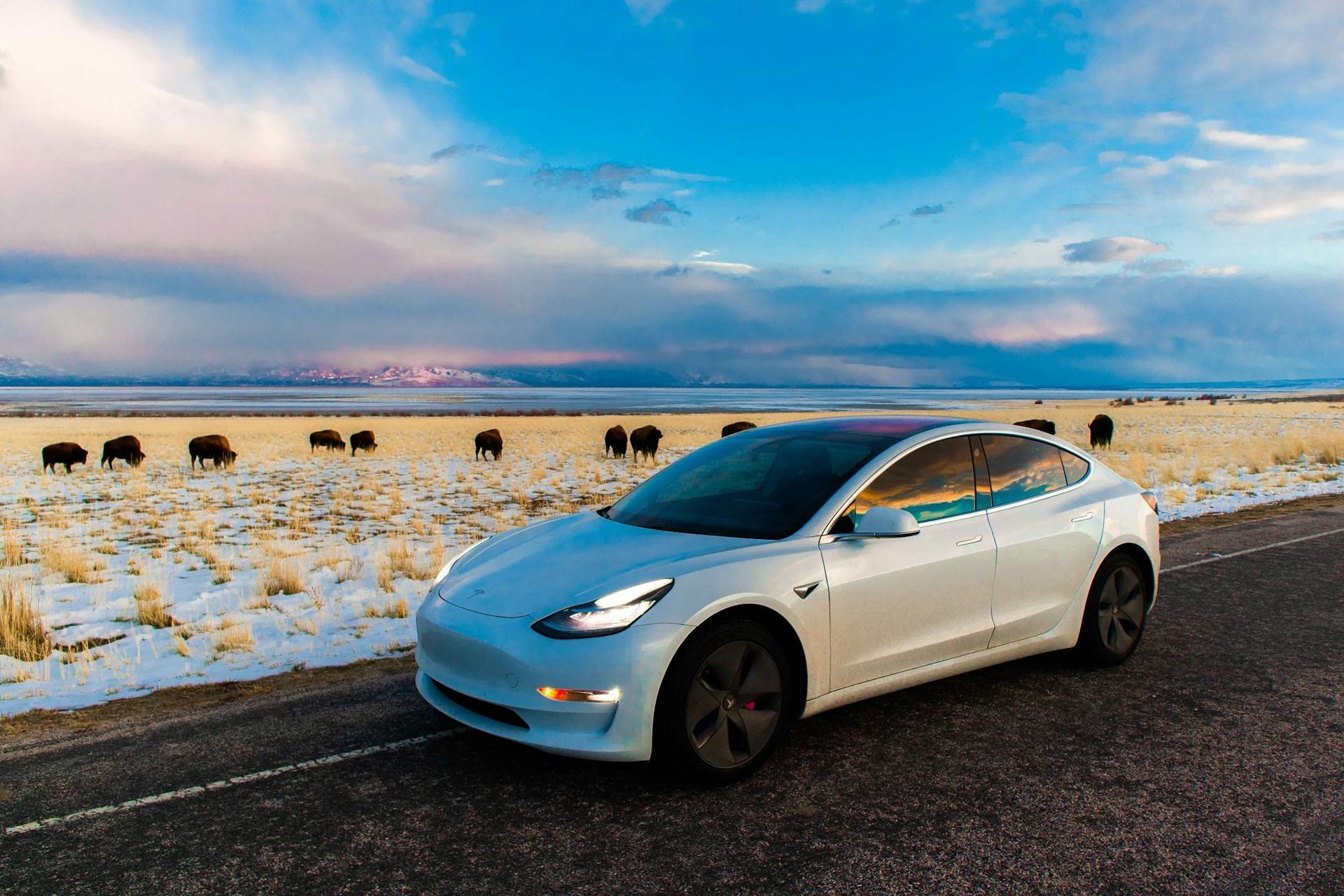 Electric vehicle on road with sunset, buffalos and snow in background